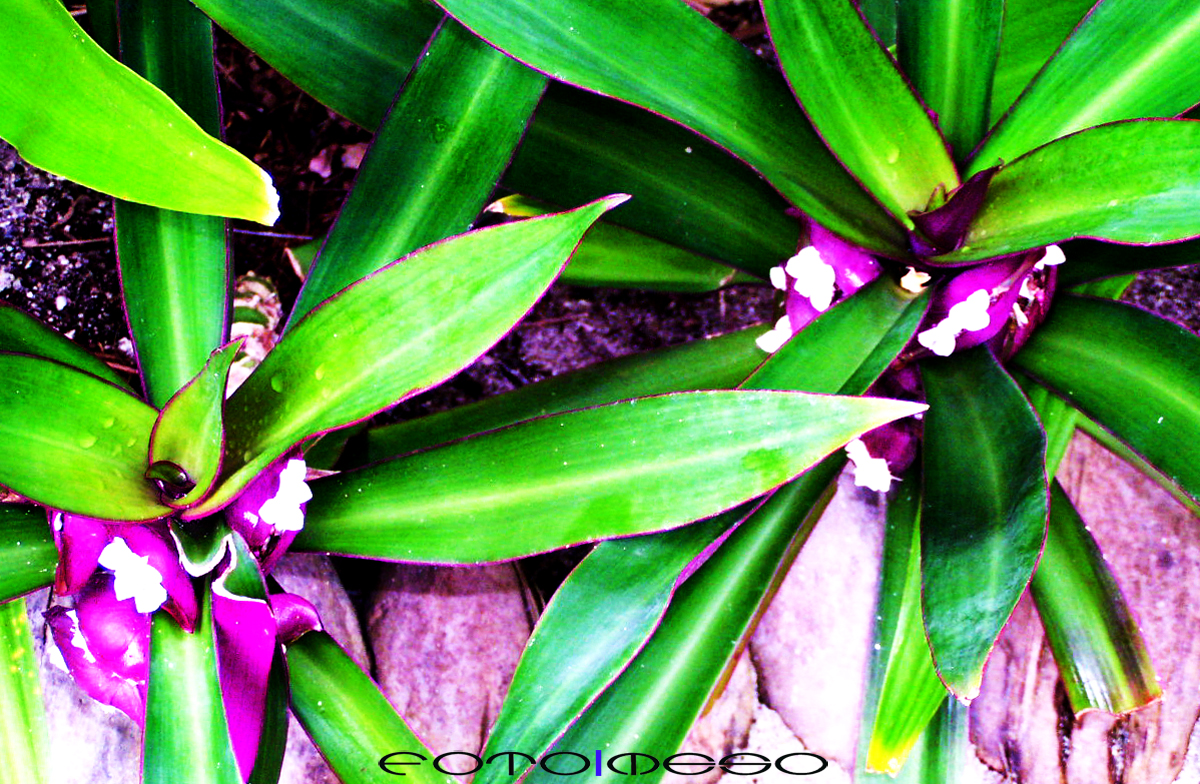 Maldives (9 of 13) edit